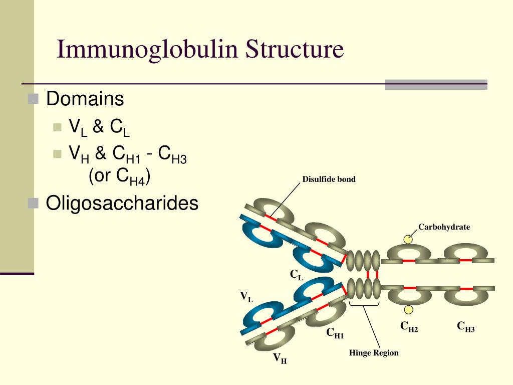 Иммуноглобулин е 5. Immunoglobulins structure. Immunoglobulins structure and function. Disulfide Bonds. Иммуноглобулины биохимия.