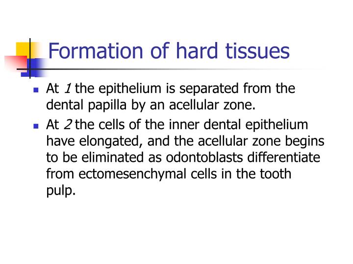 PPT - Tooth Development Odontogenesis PowerPoint Presentation - ID:5613003