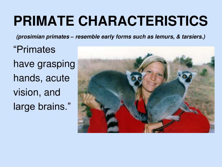 PPT - Human Evolution Part I - Primates PowerPoint ...