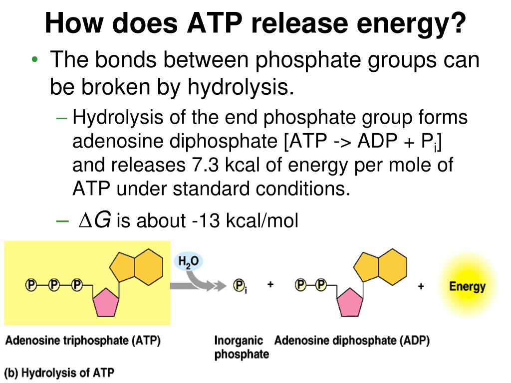 PPT Free Energy and ATP PowerPoint Presentation, free download ID