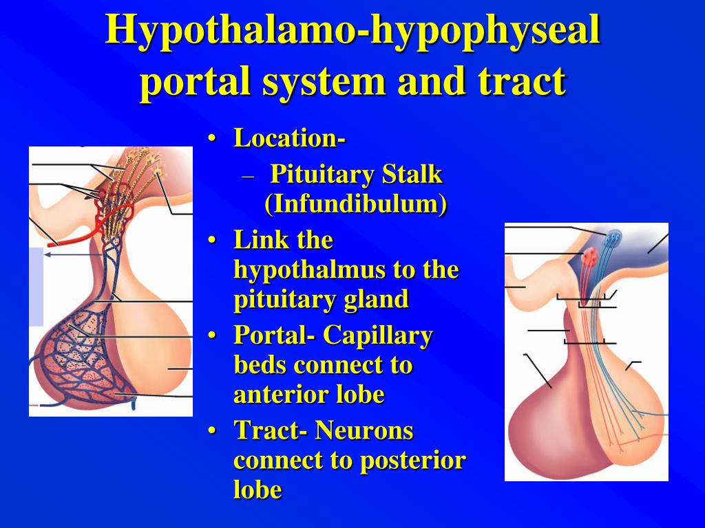 PPT - Hypothalamus PowerPoint Presentation, free download - ID:5615002