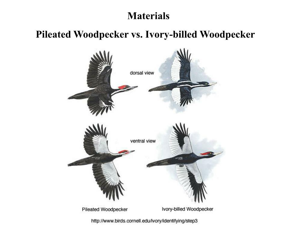 PPT Ivorybilled Woodpecker ( Campephilus principalis ) Persists in