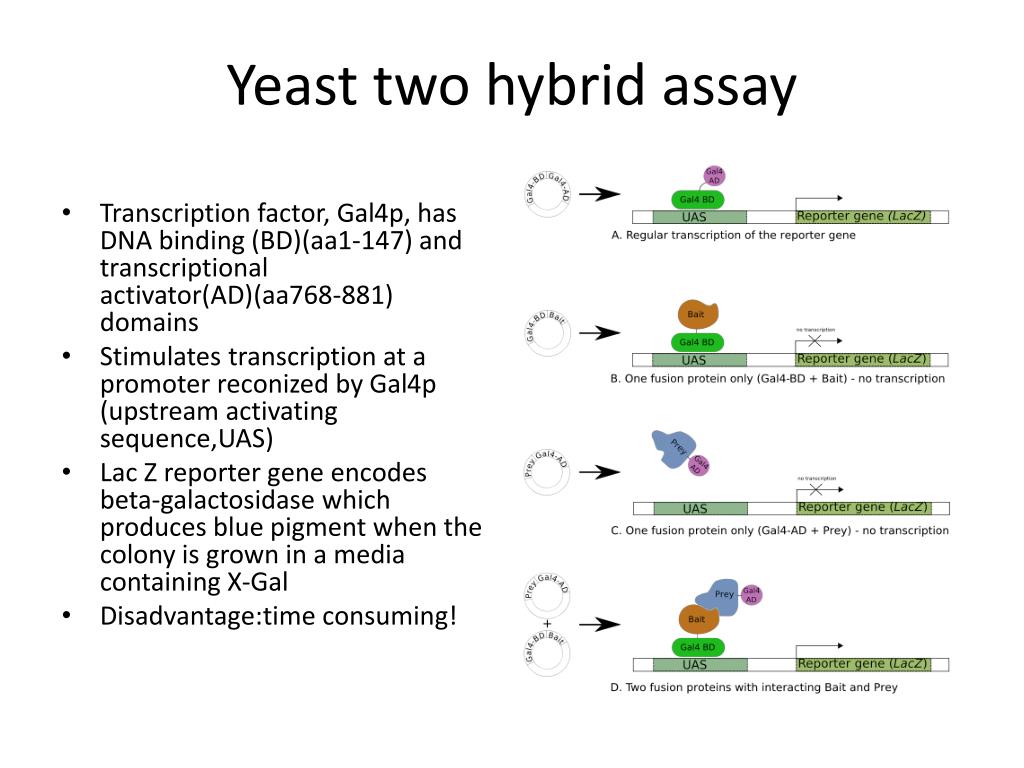 PPT - Protein-protein interactions PowerPoint Presentation, free ...