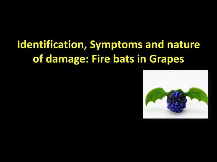 identification symptoms and nature of damage fire bats in grapes n.
