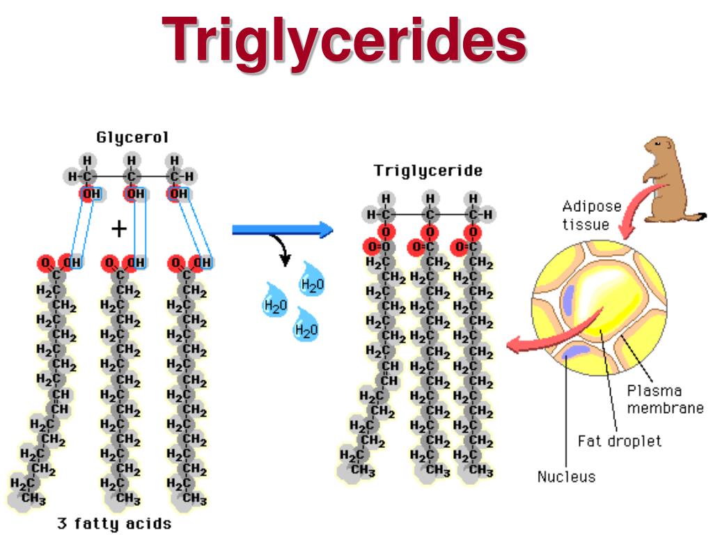 Los trigliceridos son