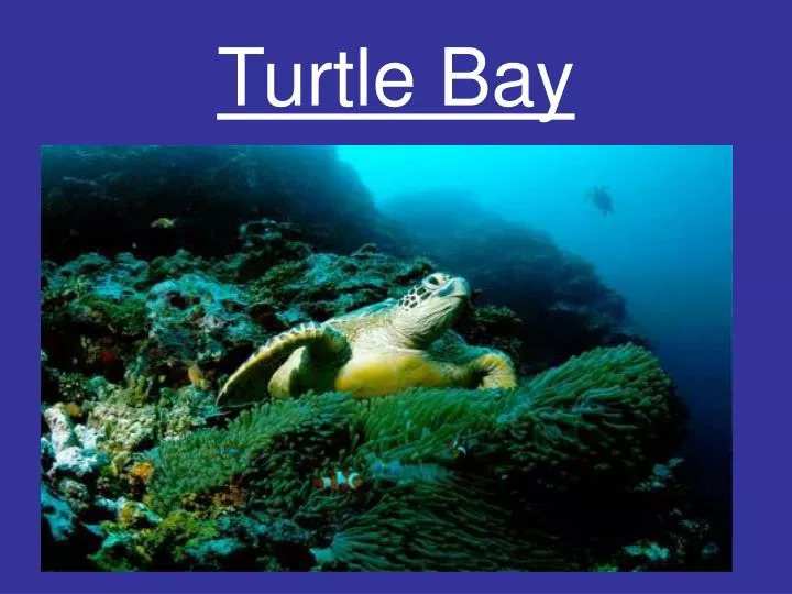 turtle bay n.