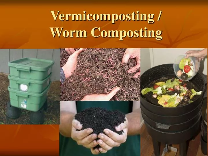 thesis on vermicompost
