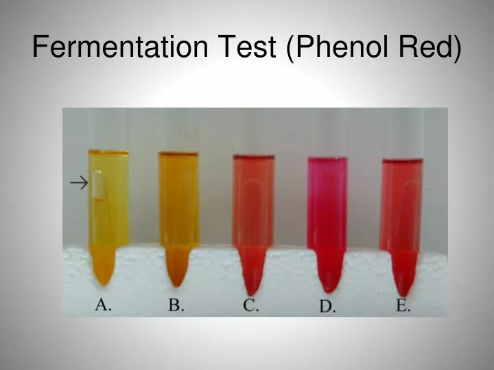 PPT Fermentation Test (Phenol Red) PowerPoint Presentation, free