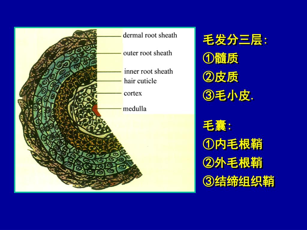PPT - 皮肤病学与性病学PowerPoint Presentation, free download - ID 