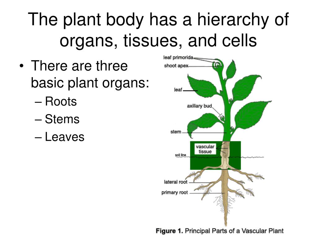 Plant body. Plant body structures. Function of leaves. Plant 3 формы. Plant body Organization.