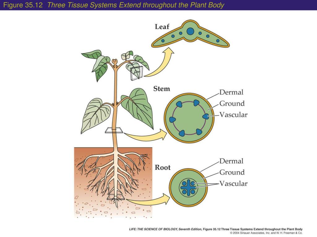 PPT - The Plant Body PowerPoint Presentation, free download - ID:5618056