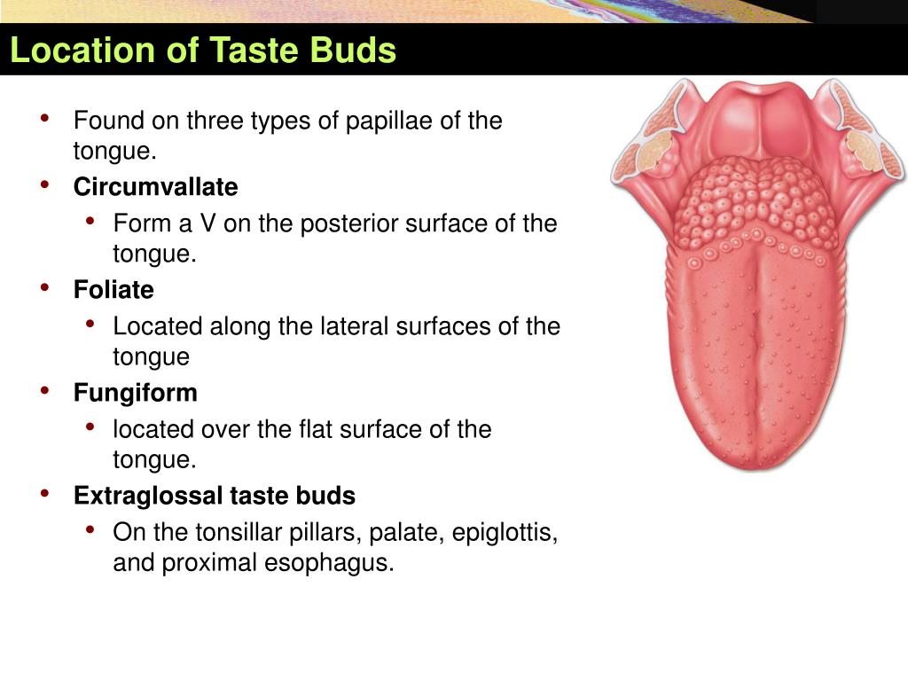 Human Tongue Taste Papillae And Their Afferent Nerve Fibers Dorsal | My ...