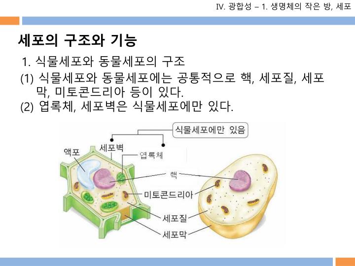 PPT - 1. 세포 : 생명체를 구성하는 기본 단위 PowerPoint Presentation - ID:5618120