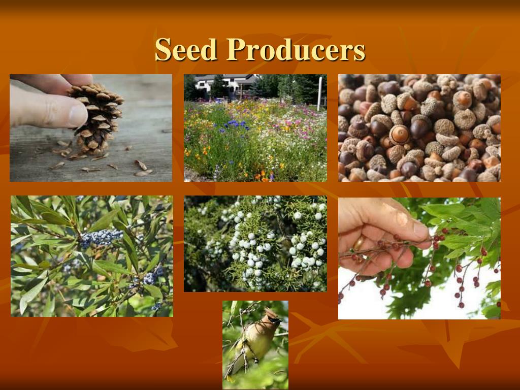 Producers Insects PPT - LANDSCAPING TO ATTRACT WILDLIFE Vincent Mannino, County Extension ...