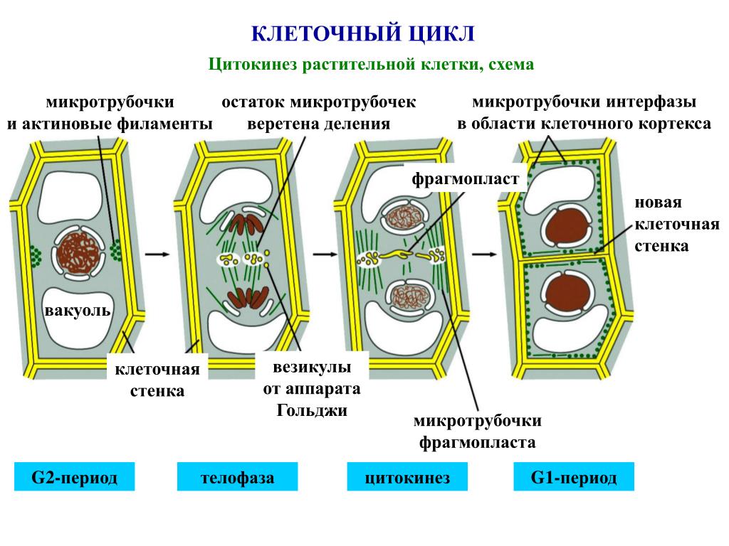 В клетках растений днем происходит. Схема митотического деления растительной клетки. Цитокинез расиителной кле ки. Схема деления растительной клетки фрагмопласт. Схема цитокинеза растительной клетки.
