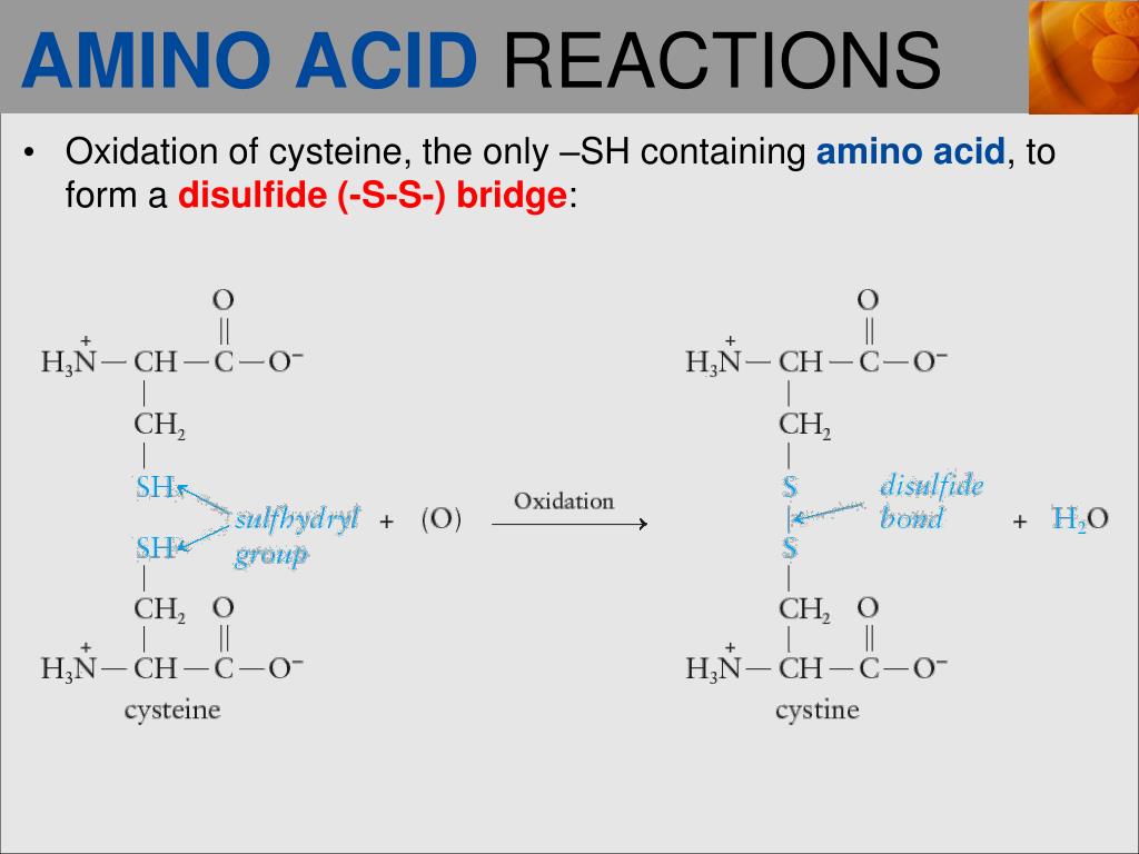 Proteins Are Broken Down Into Amino Acids By What Reaction at Howard