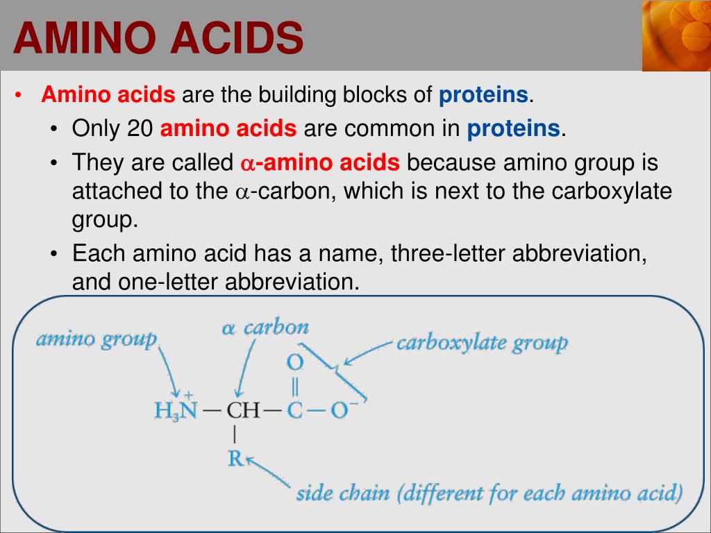 amino acids presentation
