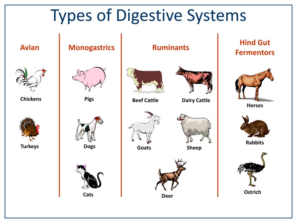 PPT - Animal Science Digestive Systems PowerPoint Presentation, free