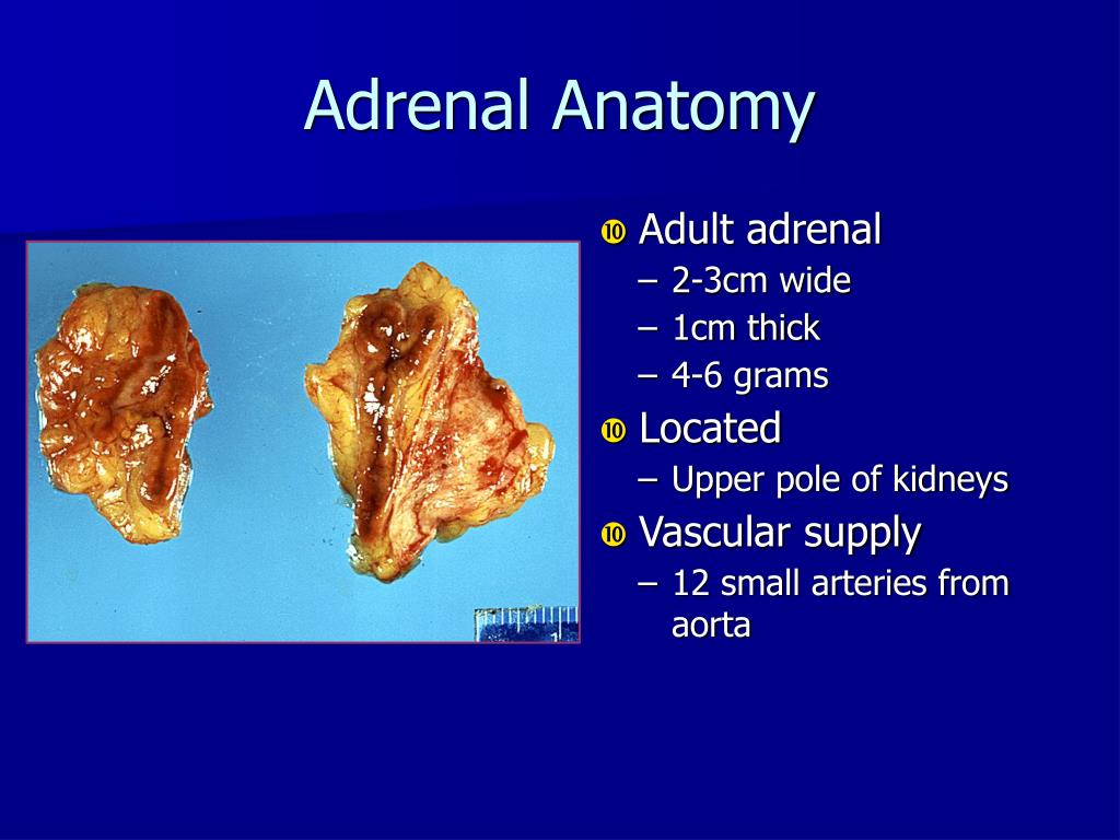 adrenal medulla location adrenal medulla location