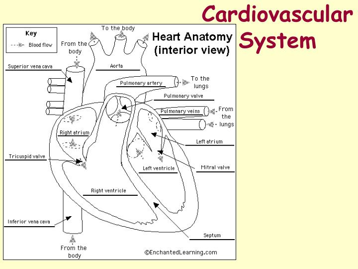 exercise 6 cardiovascular physiology worksheet Results for answers exercise 34b frog cardiovascular physiology high speed direct downloads answers exercise 34b frog cardiovascular physiology review sheet exercise 34 a frog cardiovascular [full version. exercise 6 cardiovascular physiology worksheet Results for answers exercise 34b frog cardiovascular physiology high speed direct downloads answers exercise 34b frog cardiovascular physiology review sheet exercise 34 a frog cardiovascular [full version.
