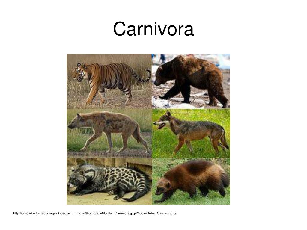 Carnivora Essays
