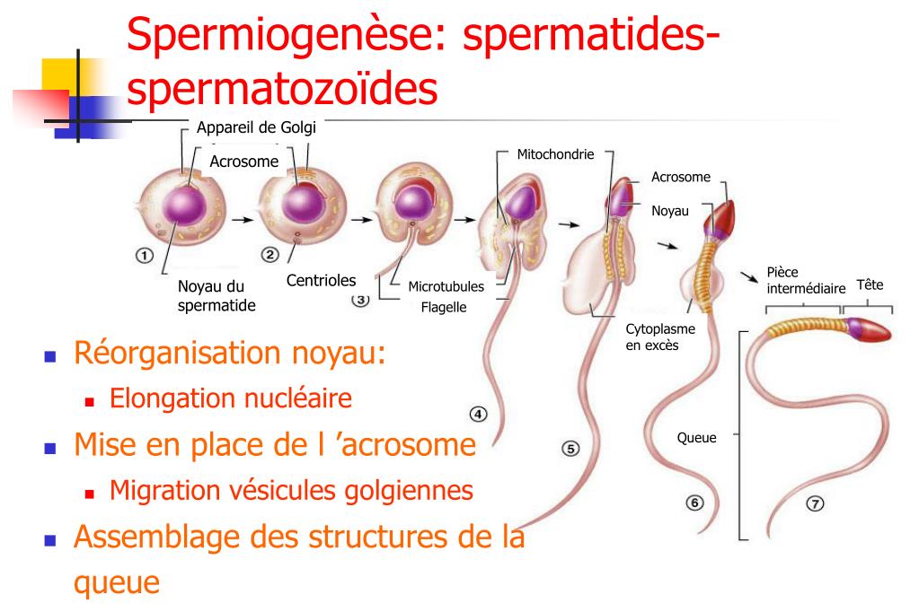 Combien De Temps Spermatozoides Pour Rejoindre Ovule PPT - PRODUCTION ET TRANSPORT DES SPERMATOZOIDES PowerPoint