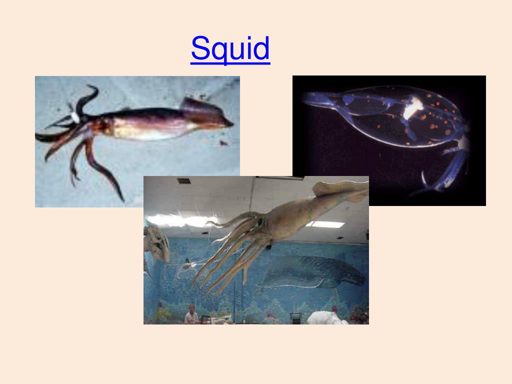 PPT - Phylum: Mollusks PowerPoint Presentation, free download - ID:5623968