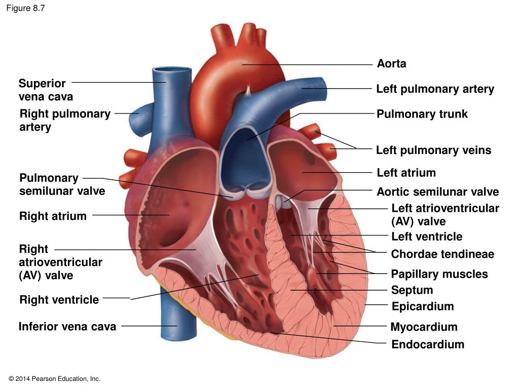Какие сосуды в левом предсердии. Атриовентрикулярные клапаны сердца. Полые вены впадают в правое предсердие.