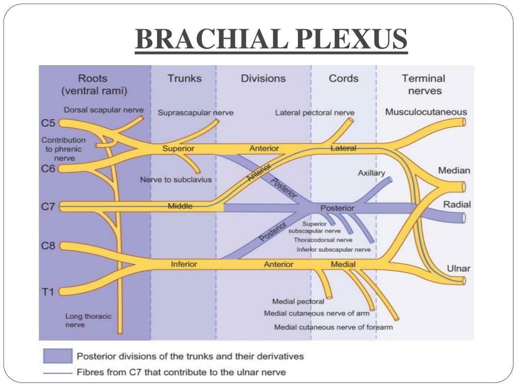 PPT - NERVES OF UPPER LIMB & THEIR LESIONS PowerPoint Presentation - ID ...