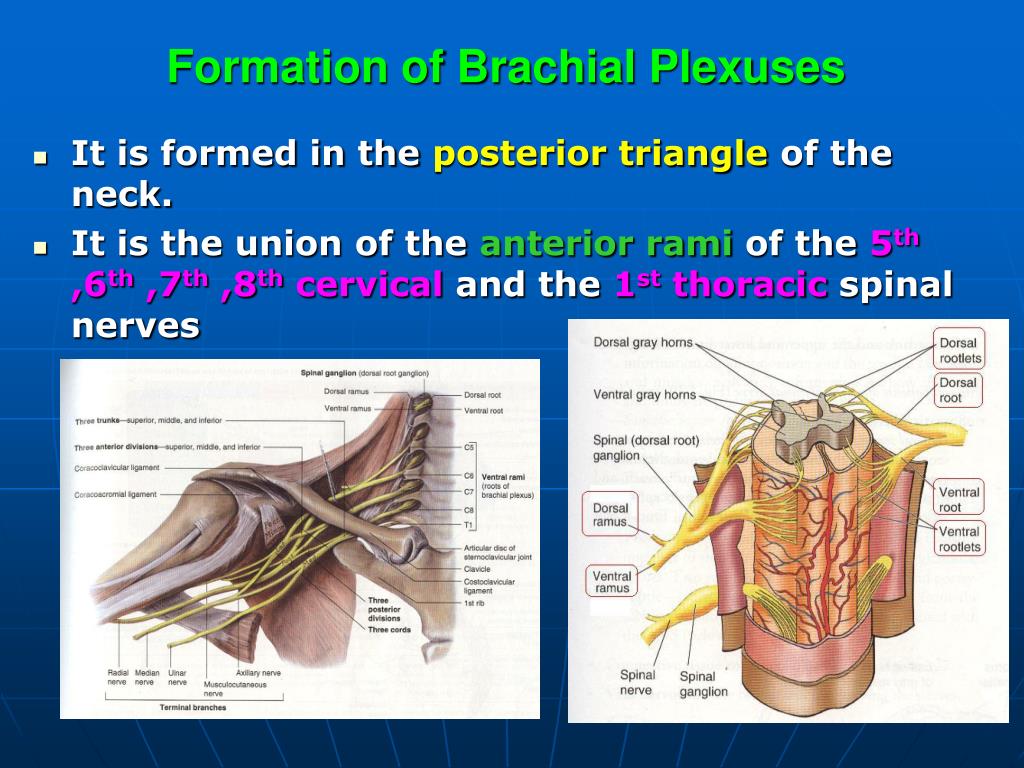 Ppt Brachial Plexus Lumbosacral Plexus Powerpoint Presentation Id