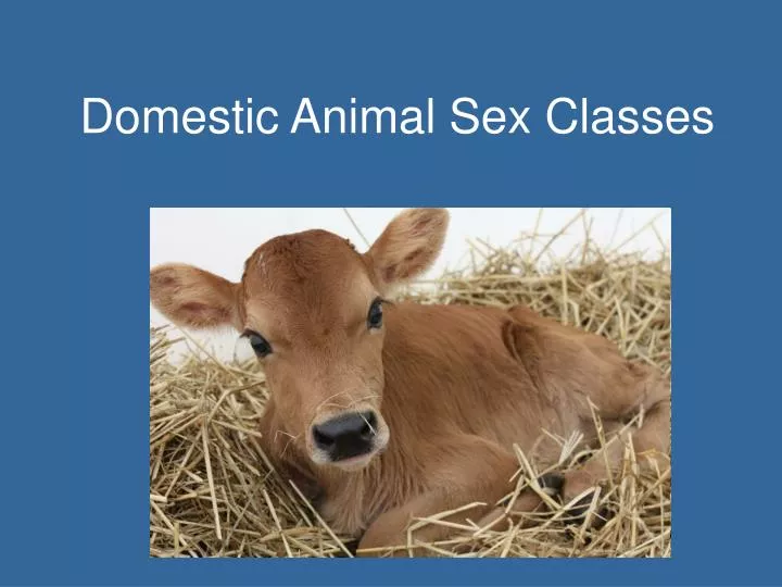PPT - Domestic Animal Sex Classes PowerPoint Presentation, free download -  ID:5626793