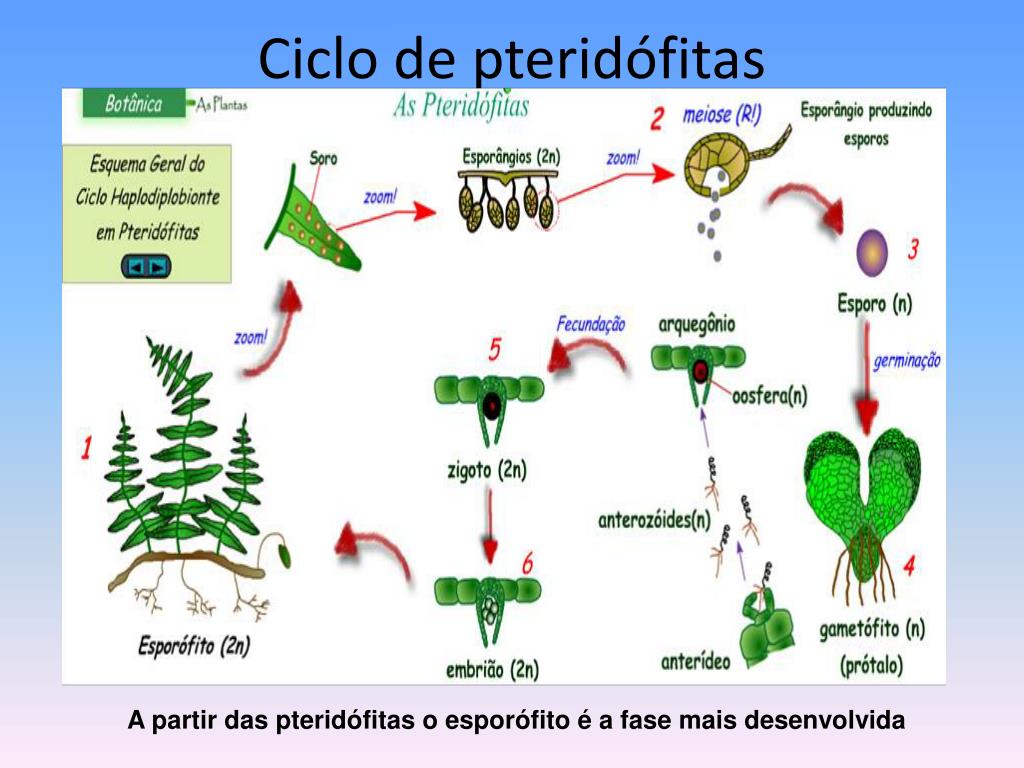 Cetosis ciclo de las pentosas