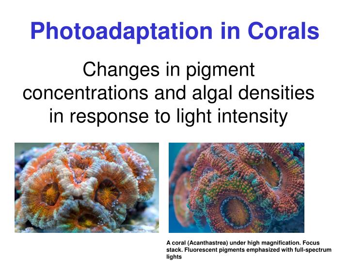 the beauty of the coral reefs and factors affecting their growth A comparison of java and c in computer programming language 2 the beauty of the coral reefs and factors affecting their growth loss of biodiversity 10 by 2025 as many as one fifth of all animal species buy school papers may be lost, gone forever. the beauty of the coral reefs and factors affecting their growth A comparison of java and c in computer programming language 2 the beauty of the coral reefs and factors affecting their growth loss of biodiversity 10 by 2025 as many as one fifth of all animal species buy school papers may be lost, gone forever.