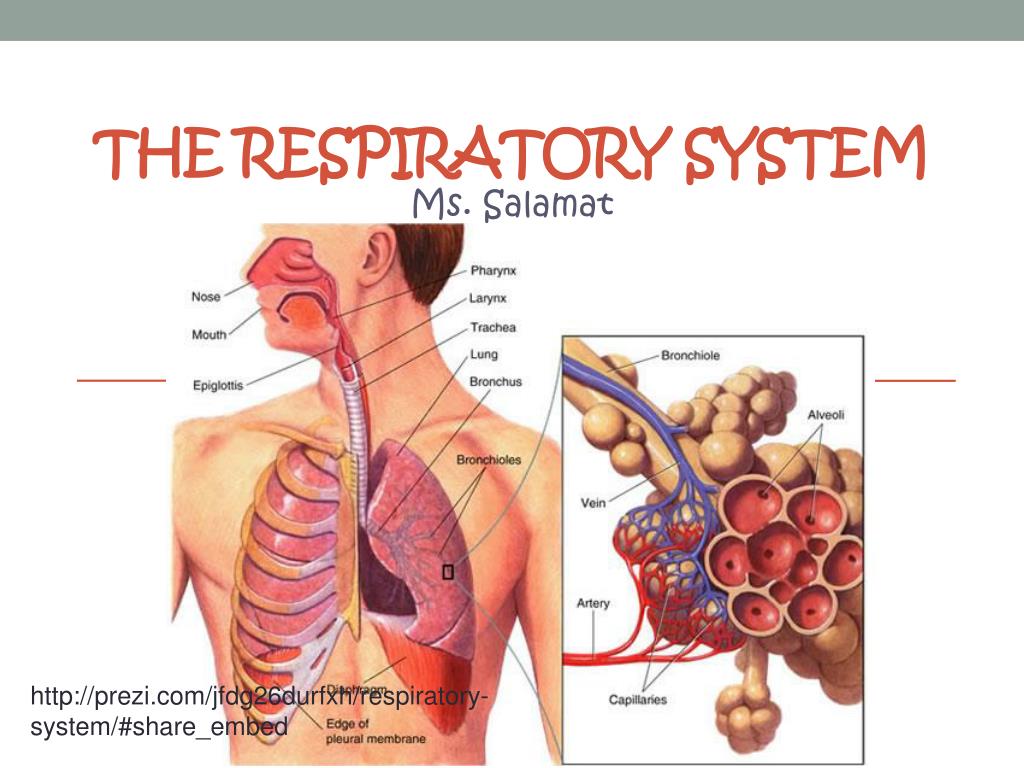 Which of the following are the very small grape like clusters found at the end of each bronchiole