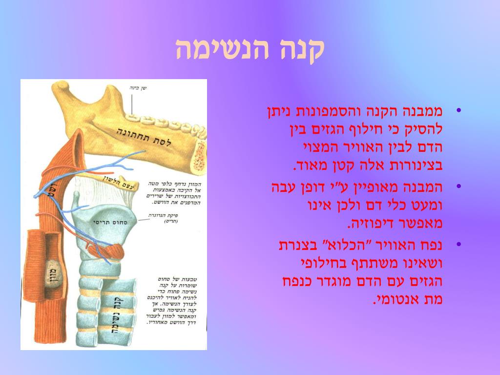 PPT - מגיש : בירמן יהושע PowerPoint Presentation, free download - ID:5627103