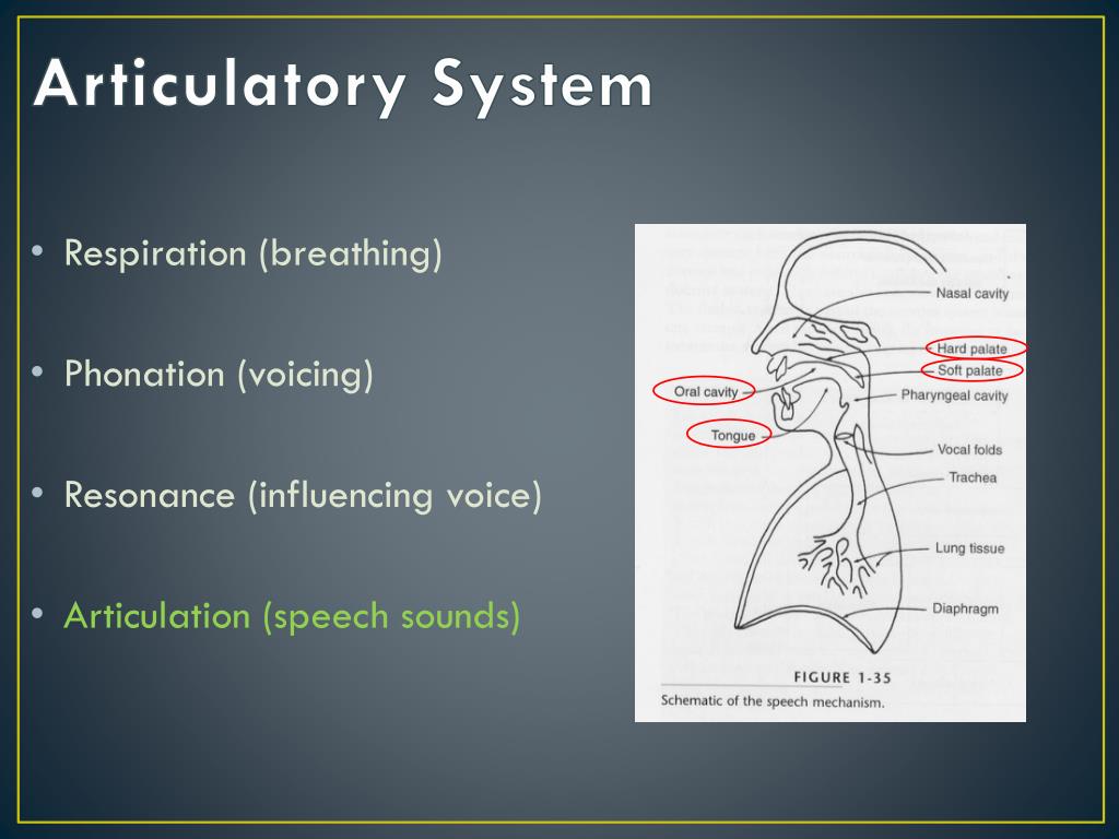 PPT - Anatomy and Physiology of the Speech Mechanism PowerPoint