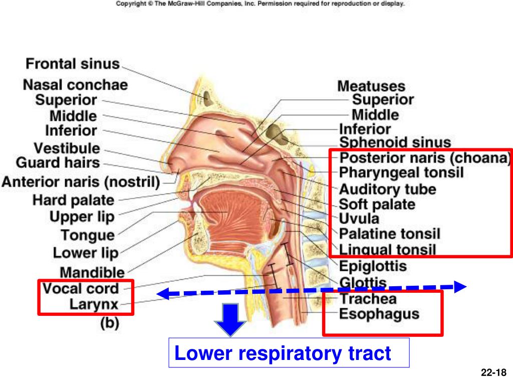 PPT - Chapter 22— The Respiratory System PowerPoint Presentation, free