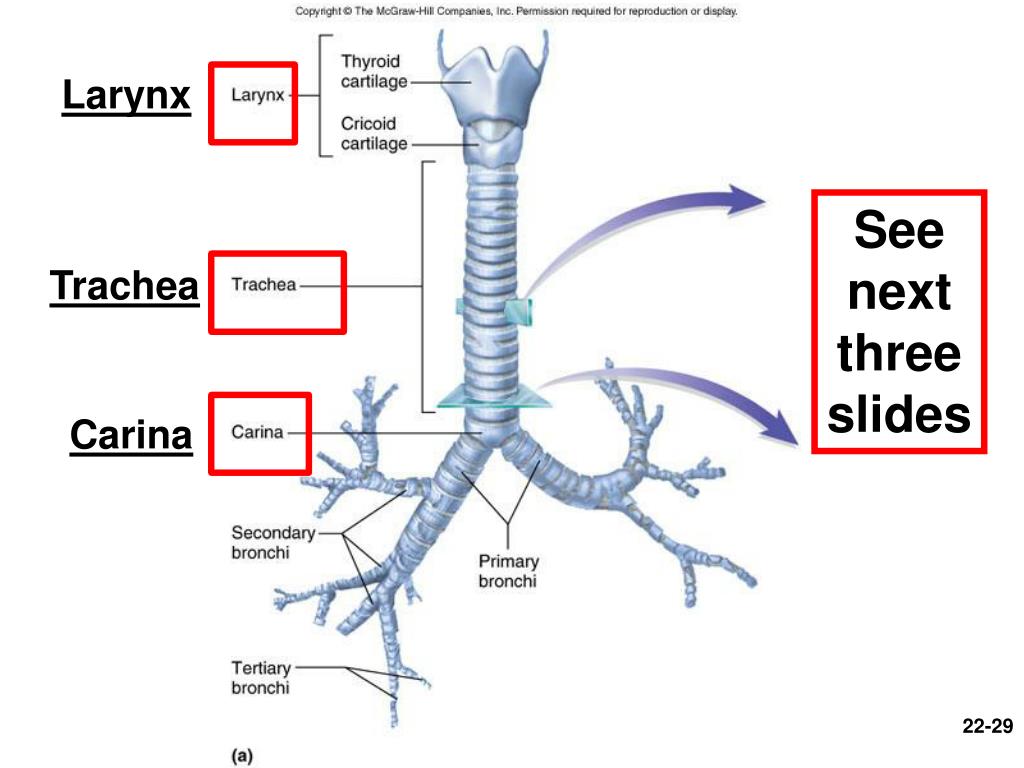Каковы особенности строения трахеи. Трахея (trachea). Carina tracheae анатомия. Trachea Anatomy.
