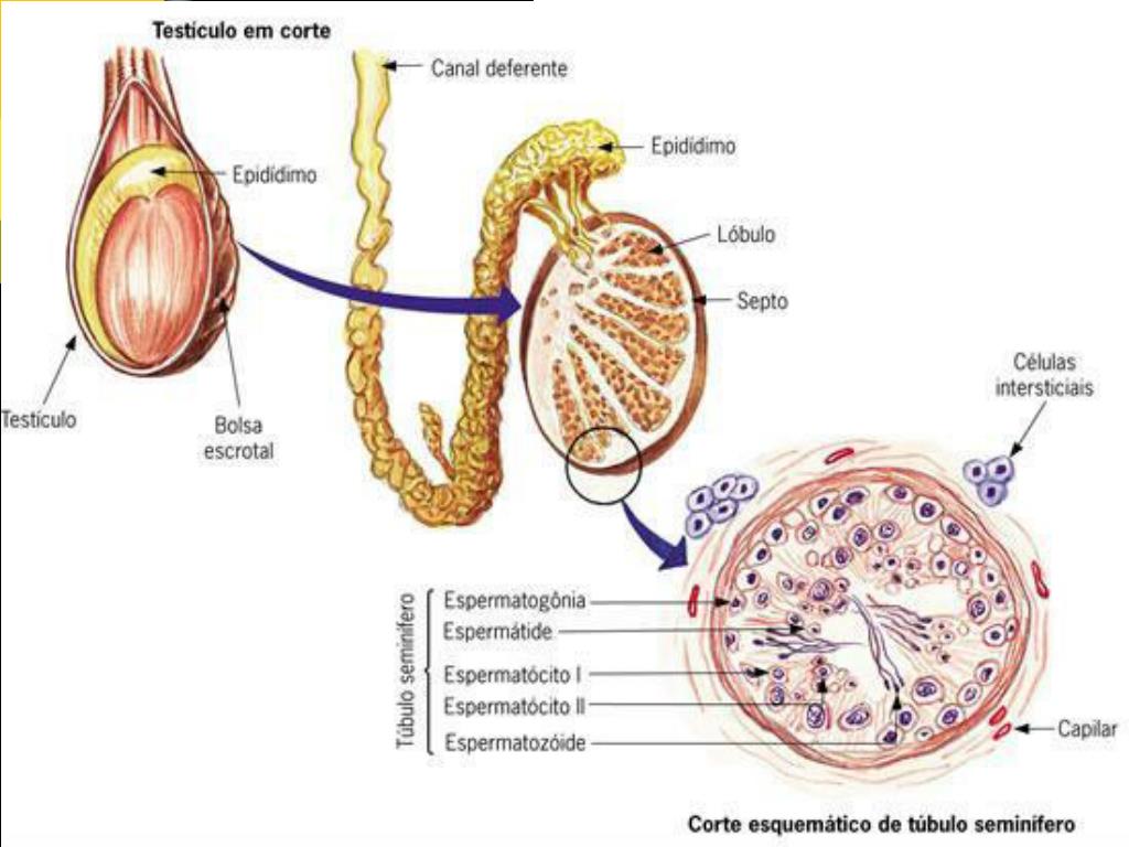 Como aumentar los foliculos ovaricos