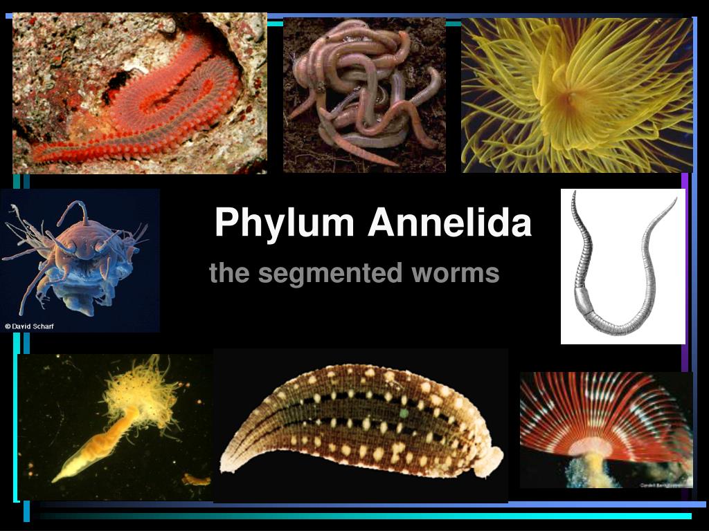 PPT - Phylum Annelida PowerPoint Presentation, free download - ID:5630573