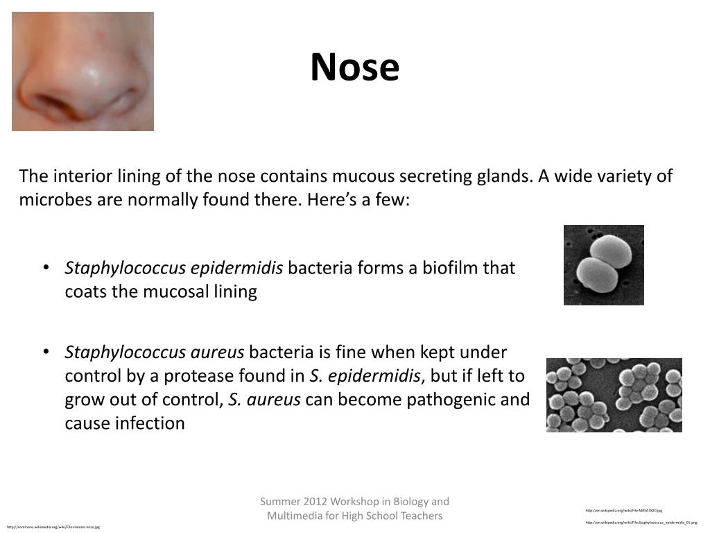 Staphylococcus epidermidis - microbewiki