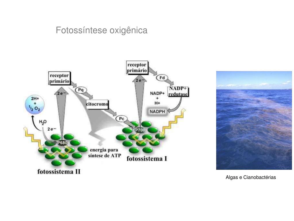 Mejor medicina para calorias metabolismo basal