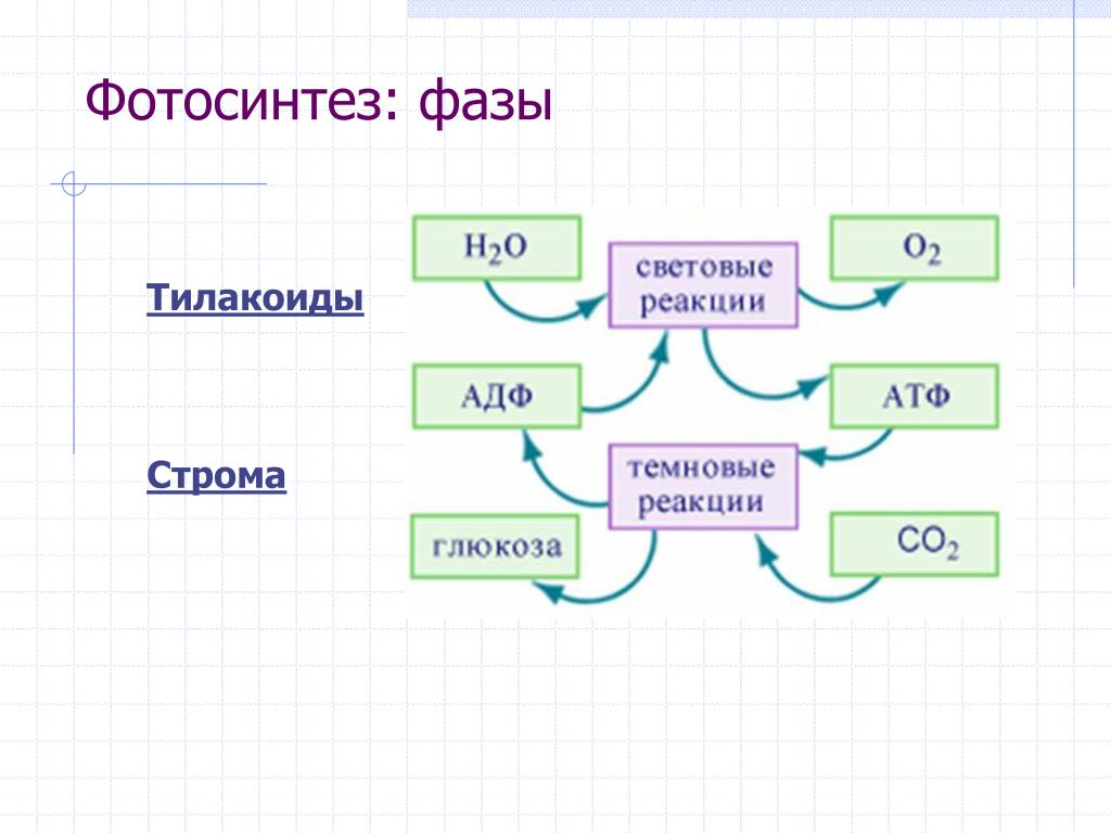 Таблица реакции фотосинтеза. Стадии фотосинтеза. Фазы фотосинтеза. Этапы фотосинтеза. Стадии фотосинтеза таблица.