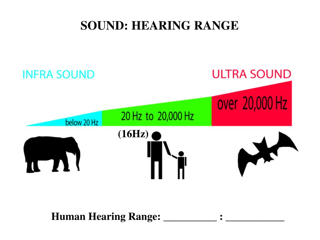Инфразвук и животные. Ультразвук. Частоты инфразвук ультразвук. Звук инфразвук ультразвук. Звуковые и ультразвуковые волны.