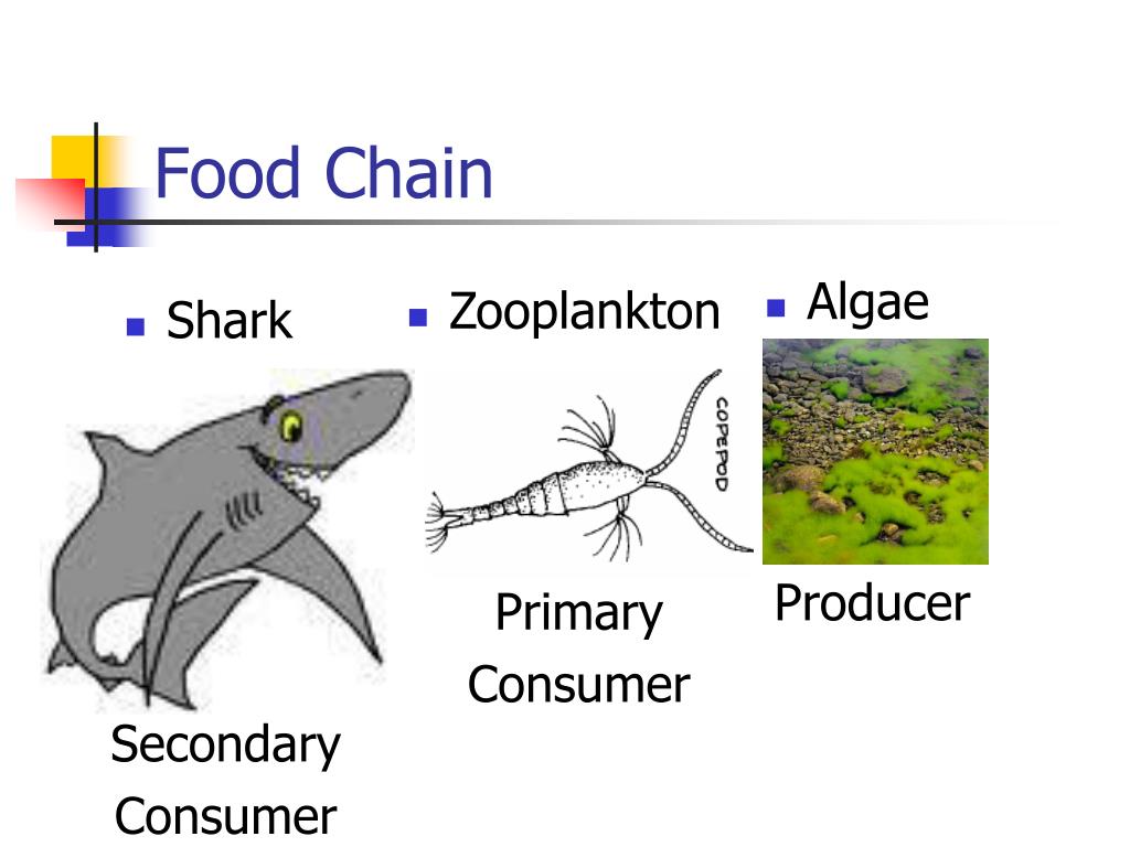 Зоопланктон пищевая цепь
