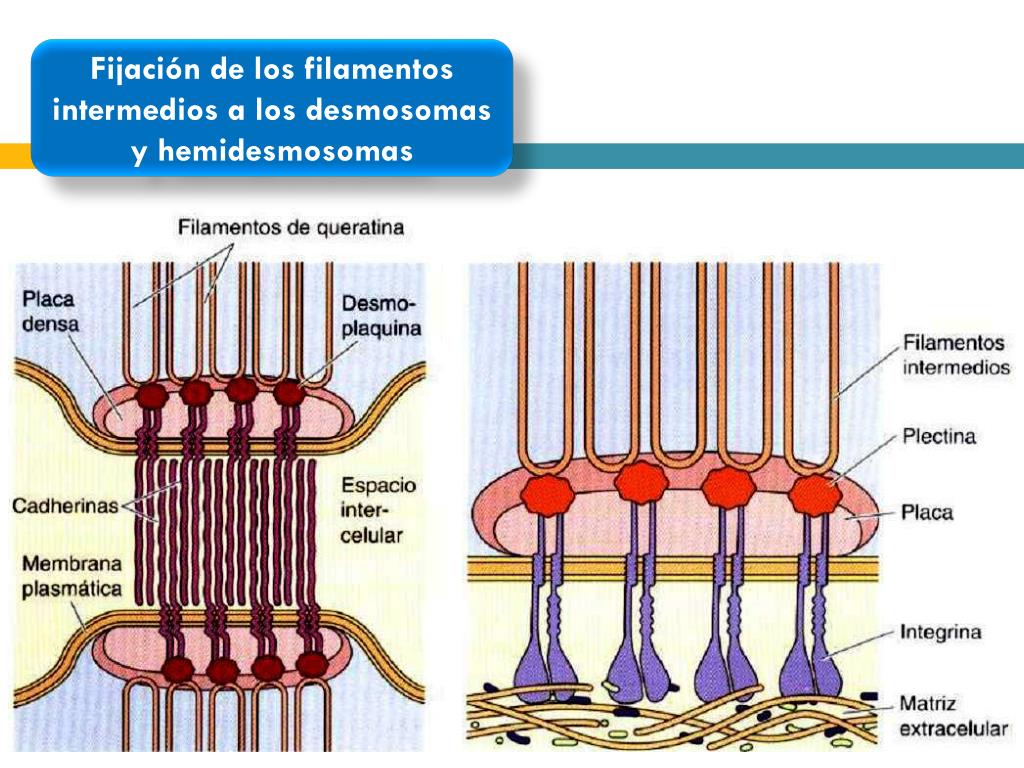 desmosomas vs hemidesmosomas