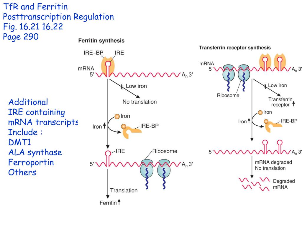 За что отвечает ферритин в организме женщин. Регуляция трансляции ферритина. Регуляция железом трансляции МРНК ферритина. Регуляция железом трансляции МРНК ферритина схема. Синтез ферритина.