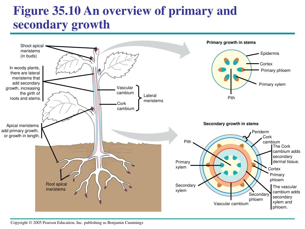 PPT - Chapter 35 PowerPoint Presentation, free download - ID:5638524