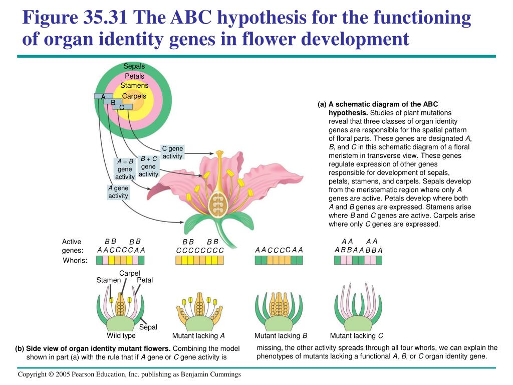 abc hypothesis of flower development