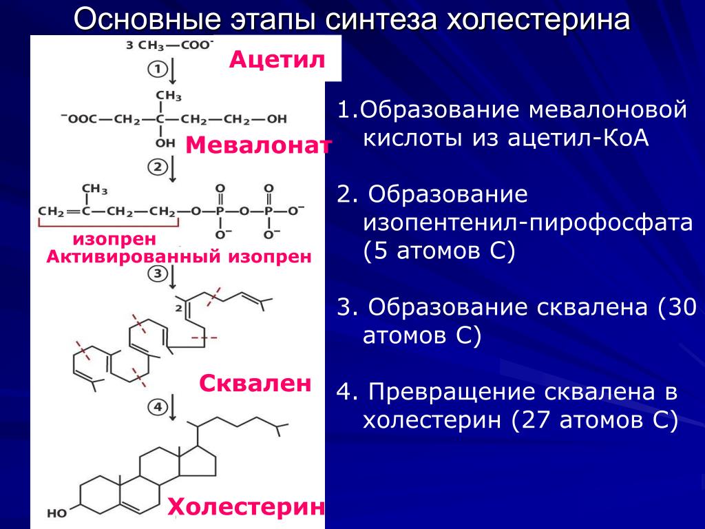 Периоду синтеза. Этапы синтеза холестерола. Схема синтеза холестерина. Этапы синтеза холестерола биохимия. Образование холестерина из мевалоновой кислоты.